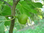 C`WN̎2010.6.21.JPG