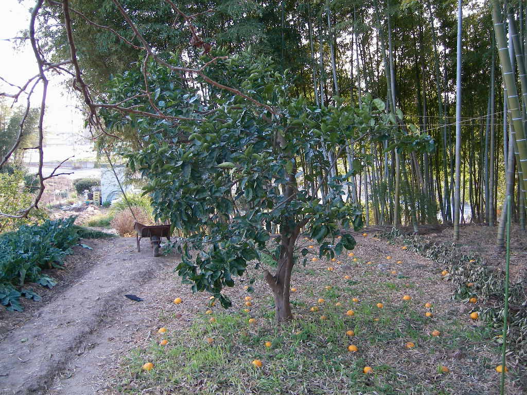 老木の甘夏と柿3 自然農法への道