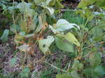 2009.11.21-1.JPG