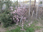 ネクタリン2012.4.4.jpg