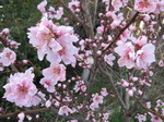 ネクタリン花2012.4.4.jpg