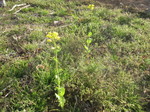 白菜塔立ち2012.4.2.jpg