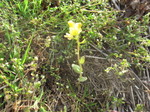 白菜生長不良2012.4.2.jpg