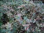 Ԑ2009.11.21-1.JPG