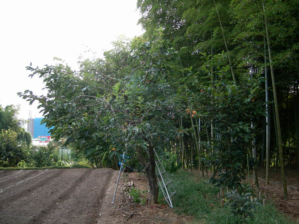 老木の柿の剪定 自然農法への道