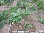 だだちゃ豆2011.7.27.jpg