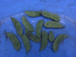 だだちゃ豆収穫2012.9.29.jpg