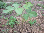 だだちゃ豆生長途中2011.7.27.jpg