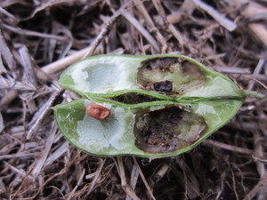 だだちゃ豆虫食い2012.9.28.jpg