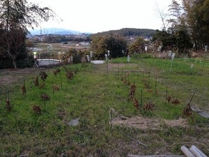 みどり豆2017.12.7.jpg