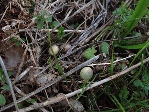 みどり豆飛び出し2017.12.7.jpg
