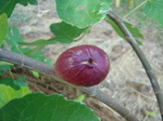 イチジクの実2010.9.1.JPG