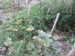 カボチャ2011.8.12.jpg