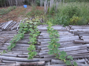 カボチャ2012.9.15.jpg