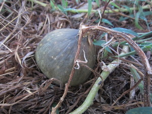 カボチャ2012.9.15生長不良.jpg