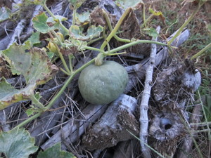 カボチャ実2012.9.15.jpg