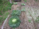 キャベツ2012.6.18.jpg