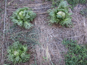 キャベツ2012.9.7.jpg