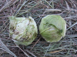 キャベツ収穫2012.9.7.jpg