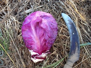 キャベツ収穫2018.7.31.jpg