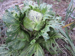 キャベツ塔立ち2012.9.7.jpg