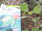 キャベツ幼株2011.11.17.jpg