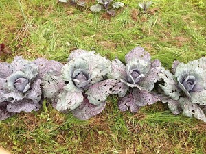 キャベツ株2018.6.18.jpg