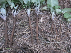 ゴボウ収穫2012.10.6.jpg