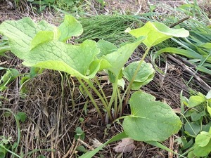 ゴボウ株2018.6.16.jpg