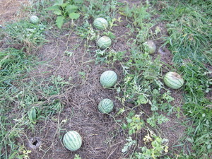 スイカ2012.8.31.jpg