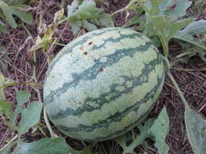 スイカ大2012.8.31.jpg