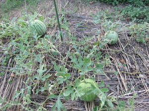 スイカ実2013.9.27.jpg