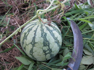 スイカ小2012.8.31.jpg