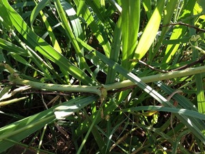 スイカ泥棒に?2017.8.12.jpg