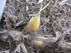 タケノコ2013.2.21.jpg