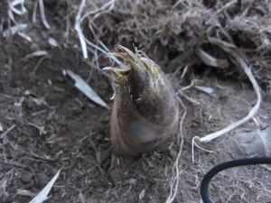 タケノコ2013.4.13.jpg