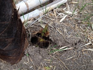 タケノコ2019.4.23.jpg