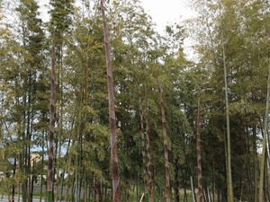 タケノコ2019.5.6.jpg