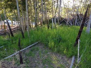 タケノコ2020.4.28.jpg