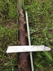 タケノコ20cm2019.5.6.jpg