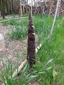 タケノコ伸び過ぎ2019.4.23.jpg