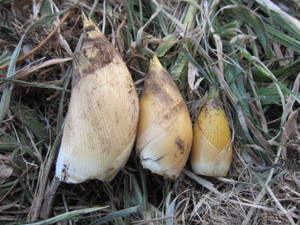 タケノコ収穫2013.2.21.jpg