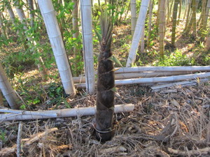 タコノコ伸びすぎ2014.4.23.jpg