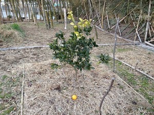 タロッコ2018.1.27.jpg