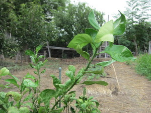 デコポン葉っぱ2013.8.31.jpg