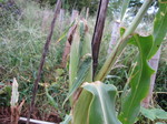 トウモロコシ房2011.8.23.jpg