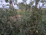 g}gς2011.8.15.jpg