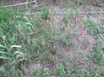ニンニク2012.6.18.jpg