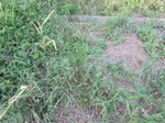 ニンニク2012.7.2.jpg