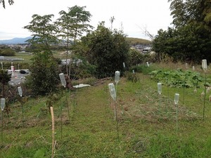 ニンニク2018.11.16.jpg